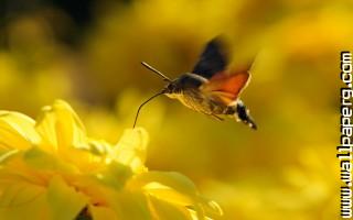 Hummingbird hawk moth