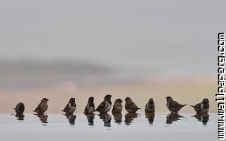 Sparrows in a row