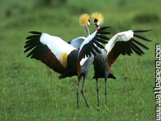 Ane birds cranes grass awesome wallpaper