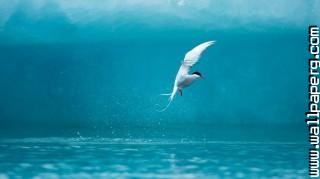 Arctic tern