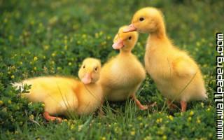 Baby birds duckling awesome wallpaper