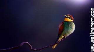 Bee eater