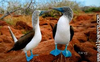 Birds blue footed boobies awesome wallpaper