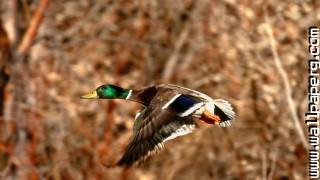 Birds ducks mallard awesome wallpaper