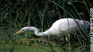 Birds egrets awesome wallpaper