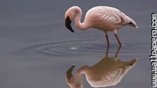 Birds flamingos awesome wallpaper