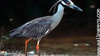 Birds herons awesome wallpaper