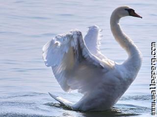 Birds swans awesome wallpaper