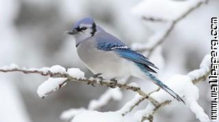 Blue jay