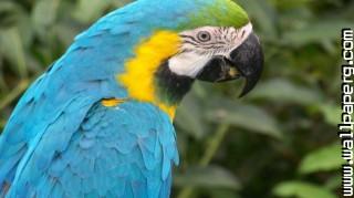 Blue macaw