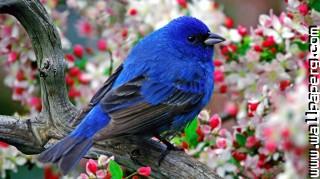 Colorful little bird