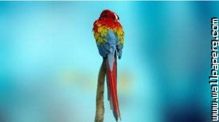 Coloured parrot