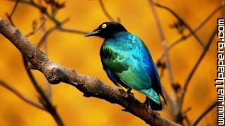 Colourful bird