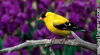 Goldfinch