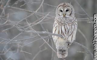 Grey owl