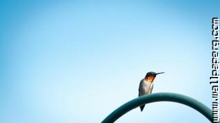 Lonely hummingbird