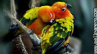 Parrots