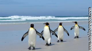 Penguins