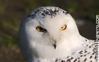 White owl