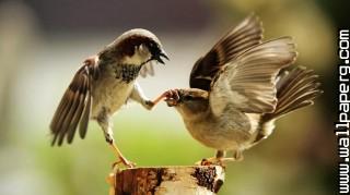 Cute birds hugs