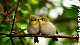 Cute birds 1