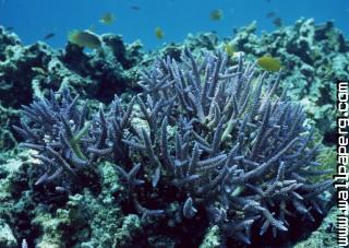 Blue coral undersea