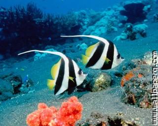 Lovely marine specimens