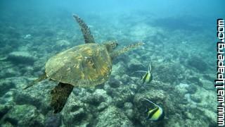 Undersea, turtles