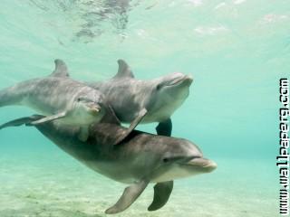 Animals dolphins sea awesome wallpaper