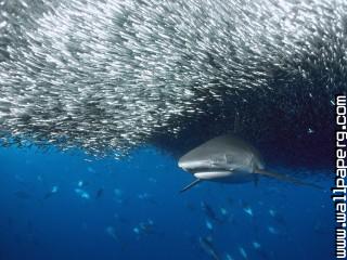 Animals fish nature ocean