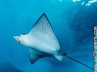 Animals manta ray sea awe