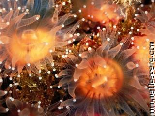 Animals sea anemones awesome wallpaper