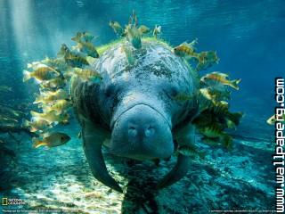 Animals sea lions underwater awesome wallpaper