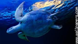 Animals sea sea turtles t