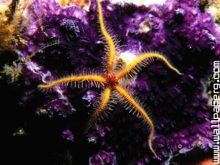 Animals sea sealife starfish awesome wallpaper