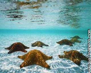 Animals sea starfish awesome wallpaper