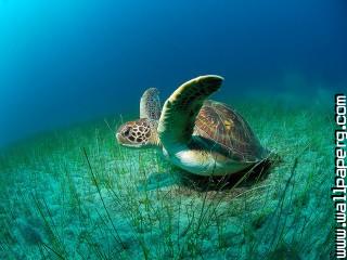 Animals sea turtles underwater awesome wallpaper