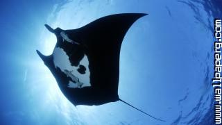 Giant stingray