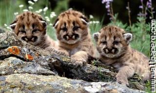 Young animals 1