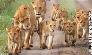 Young animals 10