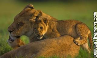 Young animals 11