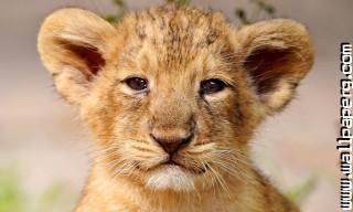 Young animals 13