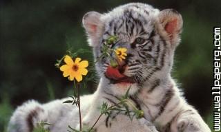 Young animals 15