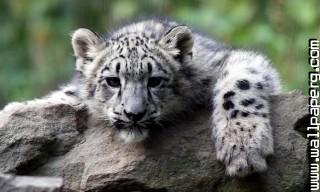 Young animals 16