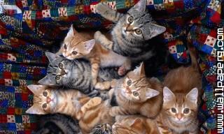 Young animals 2
