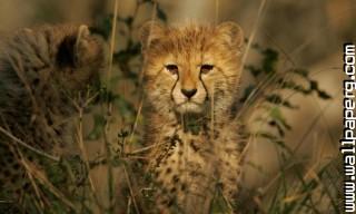 Young animals 23