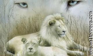 Young animals 31