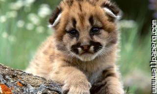 Young animals 32