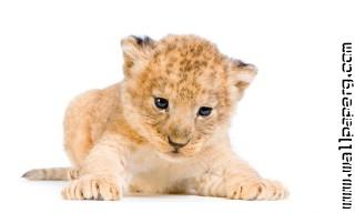 Young animals 37