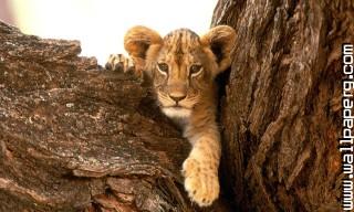 Young animals 4